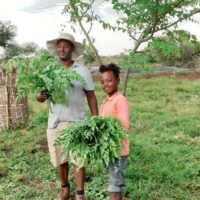 Moringa - Pulver – Bild 7